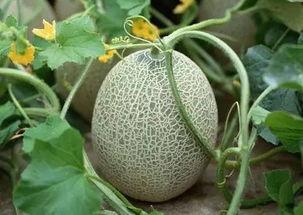 吃各种网红哈密瓜好吗