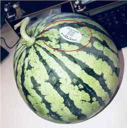 网红吃瓜跳舞最新版,潮流舞步与热门话题的完美融合