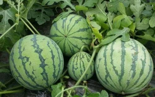 17草吃瓜网黑料爆料