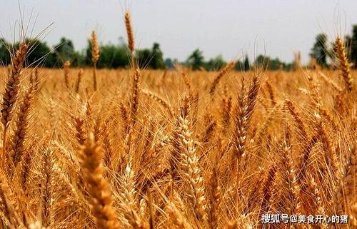 吴川网红麦子吃瓜