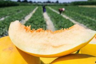 井网蜜瓜怎么吃才好吃,解锁最佳食用秘诀